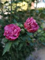 Hibiscus Syr Duc De Brabant, Tuin en Terras, Ophalen
