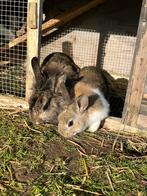 Mooi dwergkonijntje, Dieren en Toebehoren, Mannelijk, Dwerg, 0 tot 2 jaar