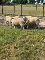 Ooien, Dieren en Toebehoren, Schapen, Geiten en Varkens, Vrouwelijk, Schaap, 0 tot 2 jaar