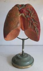 antiek anatomisch model longen, op staander  6, Verzenden