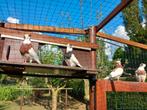 duiven, Plusieurs animaux, Pigeon culbutant ou Roller