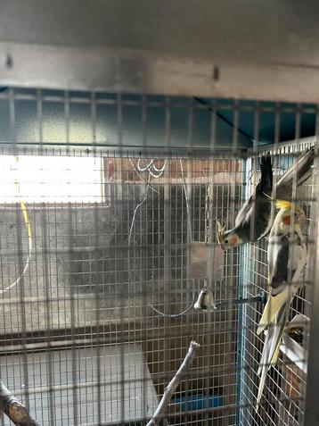 Grasparkieten en valkparkieten, Plusieurs animaux