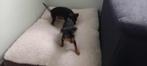 pinscher pups reutje en teefje, België, Particulier, Overige rassen, 8 tot 15 weken