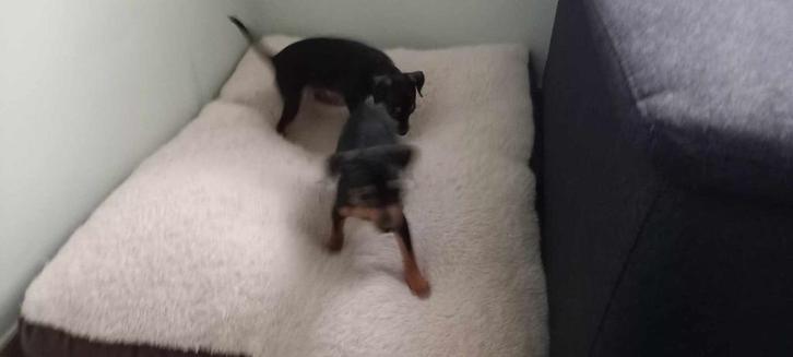 pinscher pups reutje en teefje, Dieren en Toebehoren, Honden | Bulldogs, Pinschers en Molossers, Meerdere dieren, Overige rassen