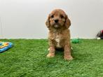 Nestje Cavapoo pups