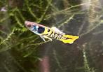Yellow tiger endler guppy, Dieren en Toebehoren, Vissen | Aquariumvissen, Vis, Zoutwatervis, Schoolvis