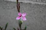 Gaura lindheimeri rozewit zaailing, Tuin en Terras, Planten | Tuinplanten, Ophalen, Volle zon