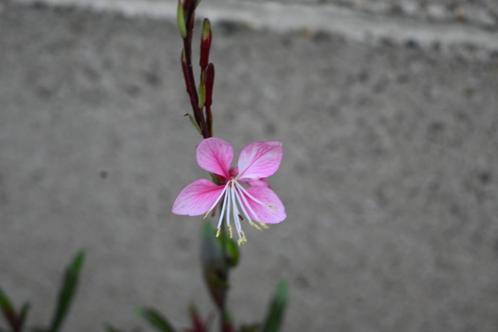 Gaura lindheimeri rozewit zaailing, Tuin en Terras, Planten | Tuinplanten, Volle zon, Ophalen