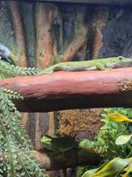 Madagascar gekkos, Dieren en Toebehoren, Reptielen en Amfibieën, Met terrarium