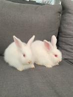 2 Baby konijnjes, Dieren en Toebehoren, Konijnen, Dwerg
