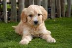 Prachtige Goldendoodle pups, België, Overige rassen, CDV (hondenziekte), 8 tot 15 weken