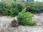 75-100 METER Taxus baccarat 60-100 cm hoogte 300 STUKS, Tuin en Terras, Planten | Struiken en Hagen, Ophalen, Taxus