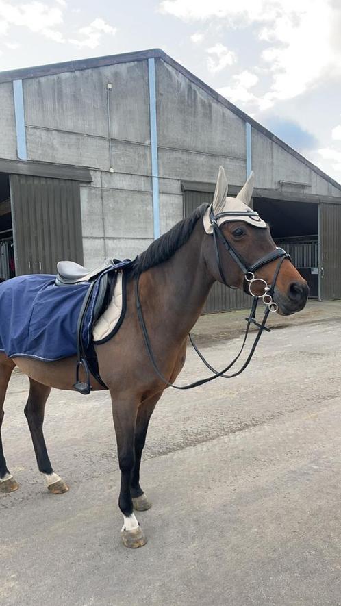 Bijrijder gezocht, Dieren en Toebehoren, Paarden en Pony's | Hoofdstellen en Tuigage, Ophalen of Verzenden