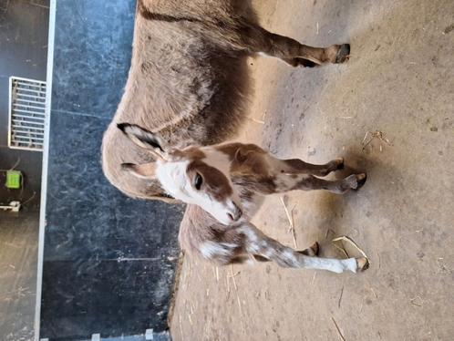 Mini ezel veulentjes, Dieren en Toebehoren, Paarden en Pony's | Dekhengsten en Fokmerries, Merrie