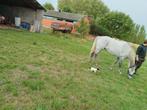 Paard te koop, Dieren en Toebehoren, Pony's, Ruin