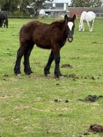Boerenpaard veulen, Dieren en Toebehoren, 0 tot 2 jaar, Hengst, Tuigpaard, Onbeleerd
