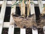 Bamboe met kluit, Tuin en Terras, Planten | Struiken en Hagen, Bamboe, Ophalen