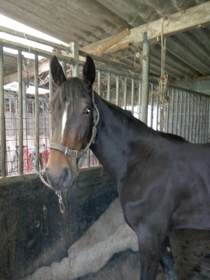 PAARD ;merrie 3 jaar ,top afstamming  1.60 m springpaarden, Dieren en Toebehoren, Pony's, Merrie, M