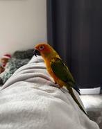 Couple conures soleil EAM, Enlèvement ou Envoi, Comme neuf