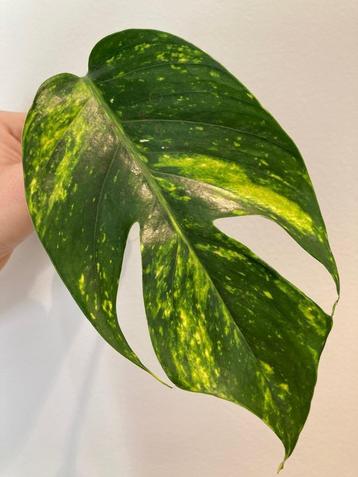 Epipremnum Pinnatum cintho ‘goldfinger’ stekken beschikbaar voor biedingen