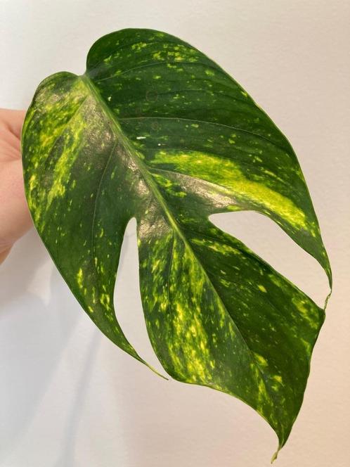 Epipremnum Pinnatum cintho ‘goldfinger’ stekken, Huis en Inrichting, Kamerplanten, Overige soorten, Minder dan 100 cm, Groene kamerplant