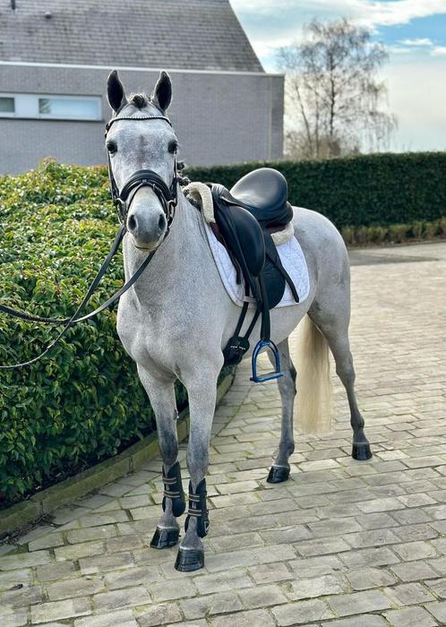 C pony ( pablo ), Dieren en Toebehoren, Pony's, Ruin, M