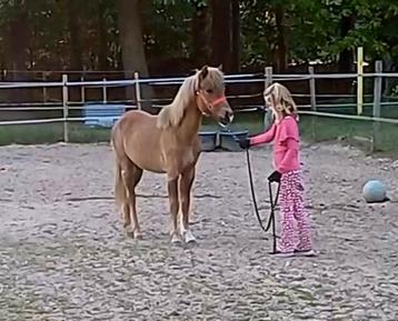 Jaarling B-pony merrie met afstammeling!, Jument, B