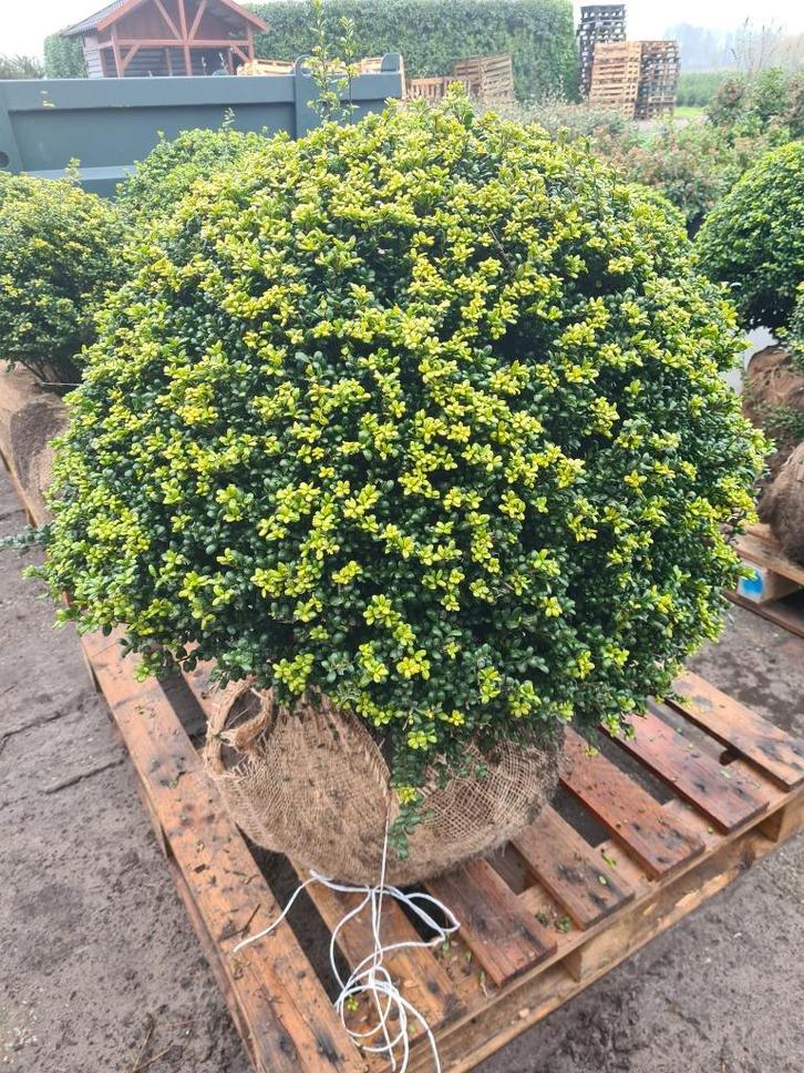 Ilex Crenata Convexa bolvormen in alle maten, Tuin en Terras, Planten | Struiken en Hagen, Struik, Hulst, Minder dan 100 cm, Ophalen of Verzenden