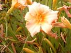 Hemerocallis planten in pot, Jardin & Terrasse, Plantes | Jardin, Plein soleil, Enlèvement, Autres espèces, Été