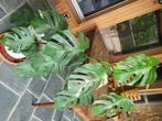 Monstera bonte plant, Huis en Inrichting, Ophalen, 100 tot 150 cm, Halfschaduw, In pot