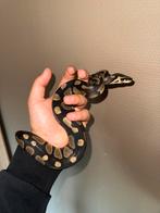 Koningspython + korenslangen, Dieren en Toebehoren