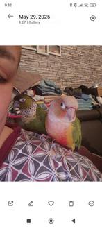 Tame Pyrhura 400€ 2 stuck  tame pyrhuras, Dieren en Toebehoren, Vogels | Parkieten en Papegaaien