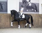 LeMieux Loire Wit dressuur dekje GRATIS VERZENDING, Dieren en Toebehoren, Ophalen of Verzenden, Nieuw, Dekje