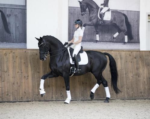 LeMieux Loire Wit dressuur dekje GRATIS VERZENDING, Dieren en Toebehoren, Paarden en Pony's | Dekens en Dekjes, Nieuw, Dekje, Ophalen of Verzenden