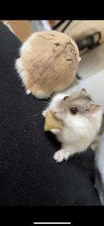 Hamster, Dieren en Toebehoren, Knaagdieren, Mannelijk, Hamster, Tam