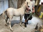 MERRIEVEULEN welsh b, Dieren en Toebehoren, Pony's, B