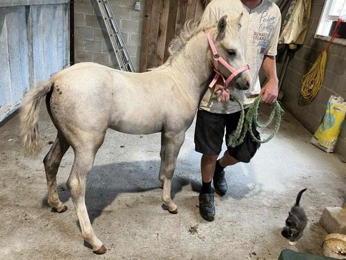 MERRIEVEULEN welsh b, Dieren en Toebehoren, Pony's, B
