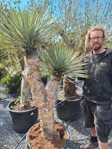 Yucca hidra beschikbaar voor biedingen