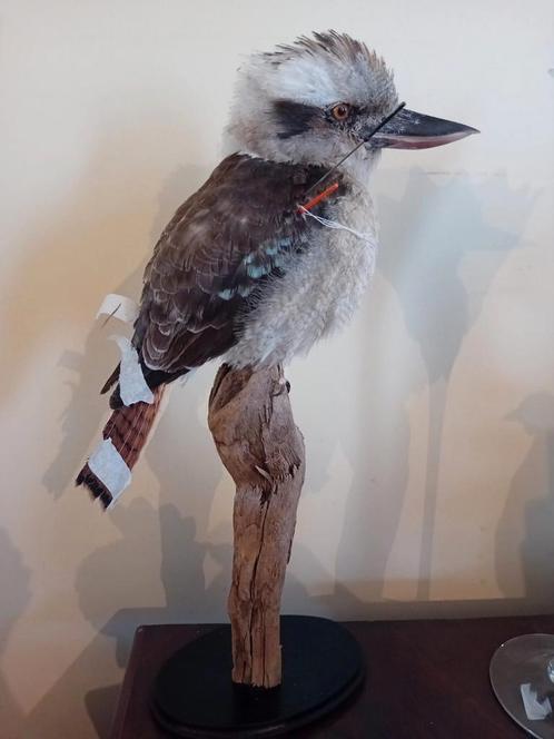 Gezocht overleden vogels, Dieren en Toebehoren, Vogels | Overige Vogels