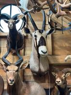 Opgezette dieren, Enlèvement