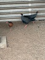 Prelaat fazanten, Dieren en Toebehoren, Vogels | Duiven, Meerdere dieren, Overige soorten
