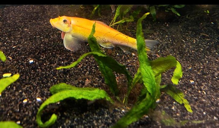 Chinese algeneter +-15cm (super tegen baardalg!), Animaux & Accessoires, Poissons | Poissons d'aquarium, Poisson d'eau douce, Poisson
