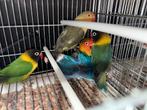 Visser, Meerdere dieren, Dwergpapegaai of Agapornis