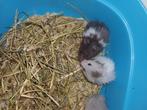 Langharig  goudhamster, Animaux & Accessoires, Domestique, Hamster, Plusieurs animaux