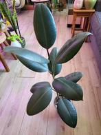 ficus elastica robusta, Huis en Inrichting, Kamerplanten, Groene kamerplant, Ophalen, Ficus, Halfschaduw