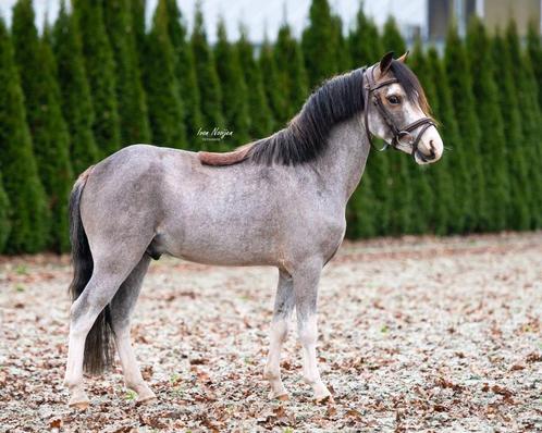 Prachtige, lieve betrouwbare kinderpony, Dieren en Toebehoren, Pony's, Ruin, B, B pony (1.17m tot 1.27m), Springpony, 3 tot 6 jaar