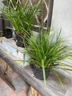 Carex morrowii, Japanse zegge, potmaat 20 cm, Tuin en Terras, Planten | Tuinplanten, Zomer, Ophalen of Verzenden