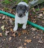 Jack Russell pup, Dieren en Toebehoren, Honden | Niet-rashonden, België, Fokker | Hobbymatig, 8 tot 15 weken, Teef