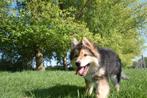 Prachtige kruising Herder pup, Dieren en Toebehoren, België, CDV (hondenziekte), 8 tot 15 weken, Groot