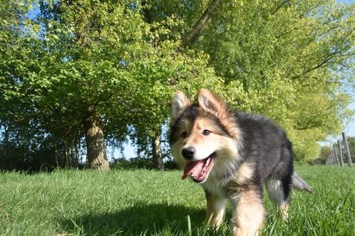 Prachtige kruising Herder pup, Dieren en Toebehoren, Honden | Niet-rashonden, Groot, Meerdere dieren, Fokker | Professioneel, Meerdere